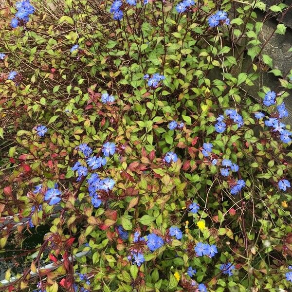 Ceratostigma willmottianum Blüte