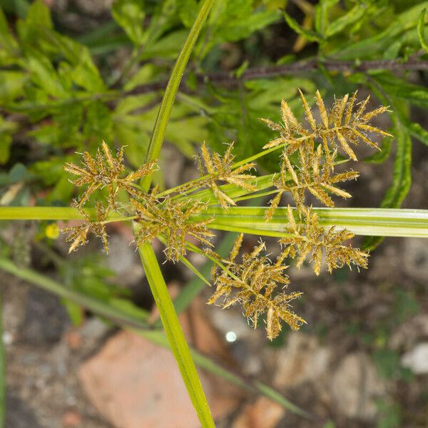 Cyperus esculentus Blatt