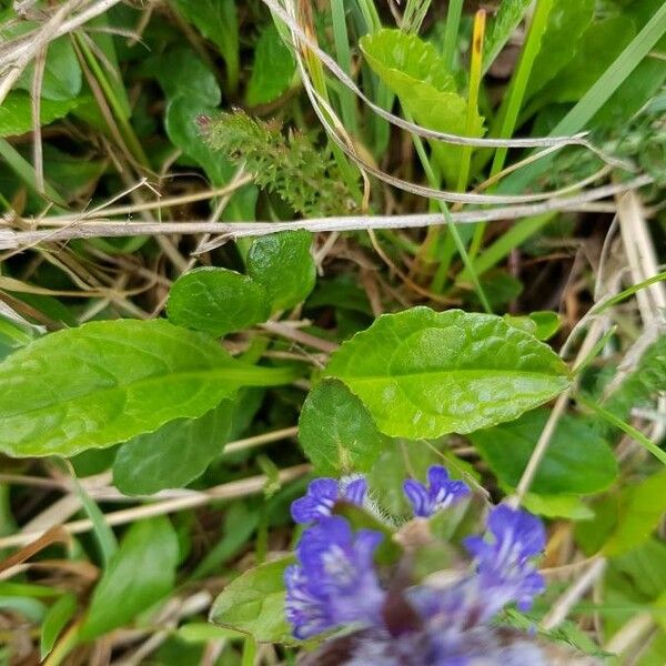 Ajuga reptans Yaprak