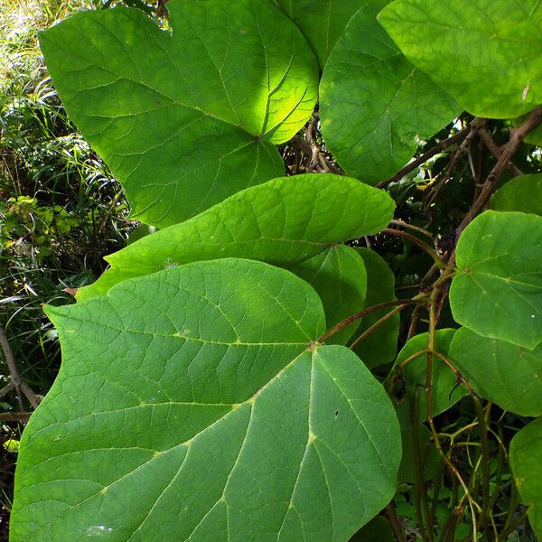 Catalpa ovata Hostoa