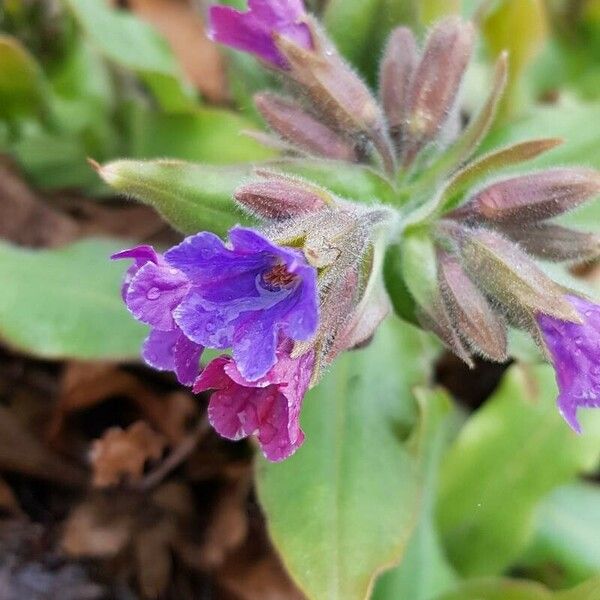 Pulmonaria mollis Çiçek