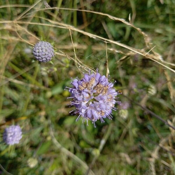 Succisa pratensis Blomma