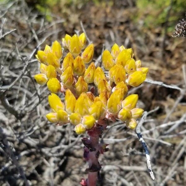 Sedum lanceolatum Floro