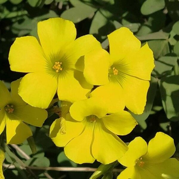 Oxalis pes-caprae Floro