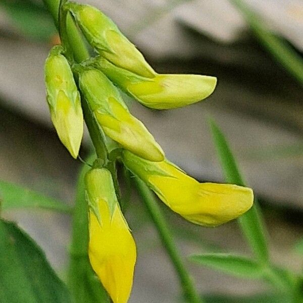 Lathyrus pratensis Çiçek