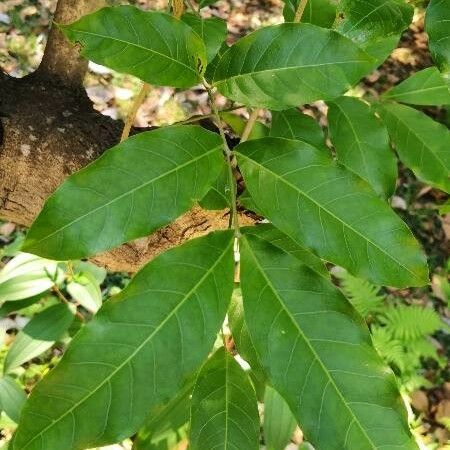 Swietenia mahagoni Leaf