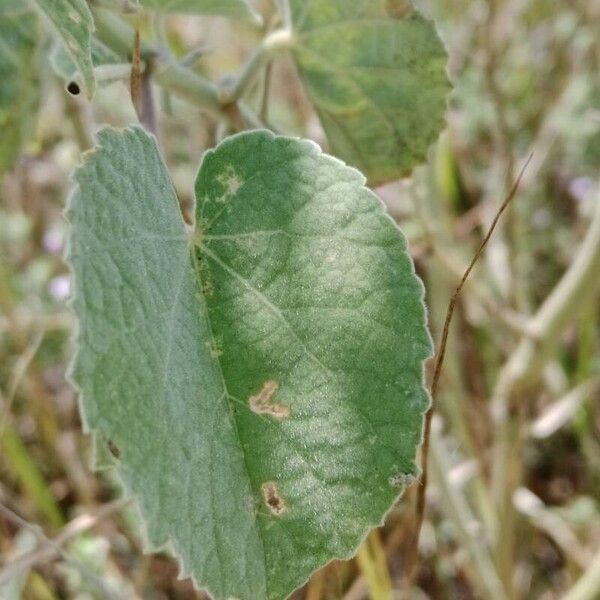 Abutilon pannosum Hoja