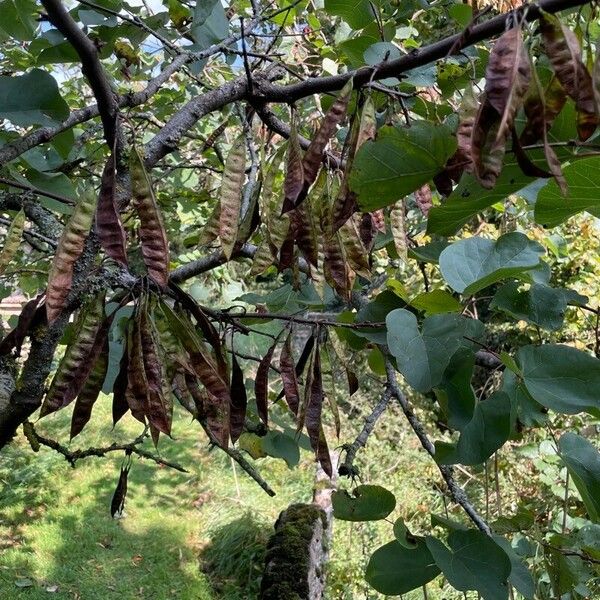 Cercis siliquastrum Frukt