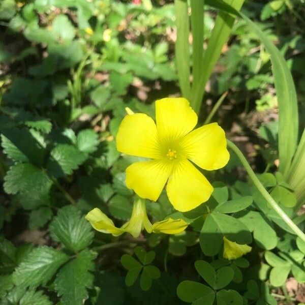 Oxalis pes-caprae Λουλούδι