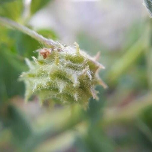 Medicago rigidula Flower