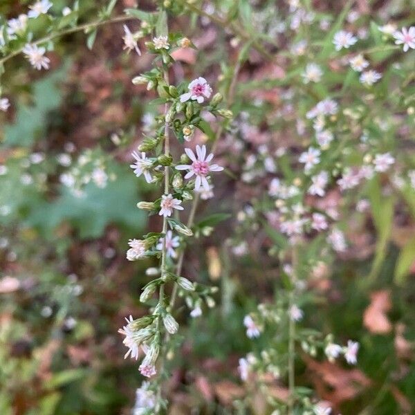 Symphyotrichum lateriflorum ফুল