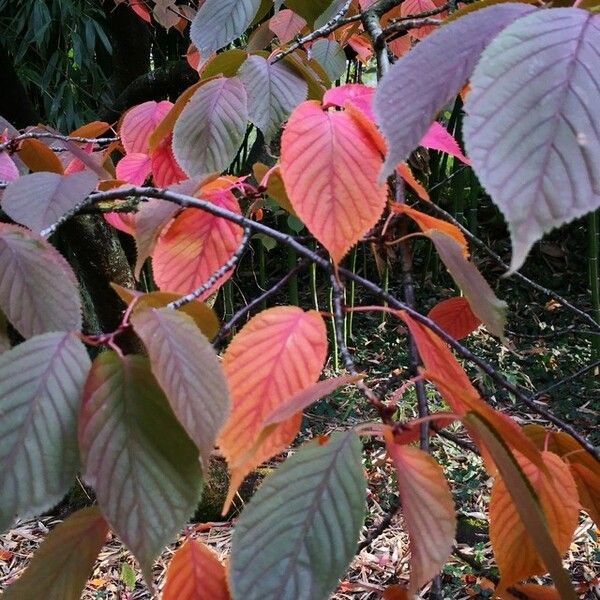 Prunus sargentii عادت