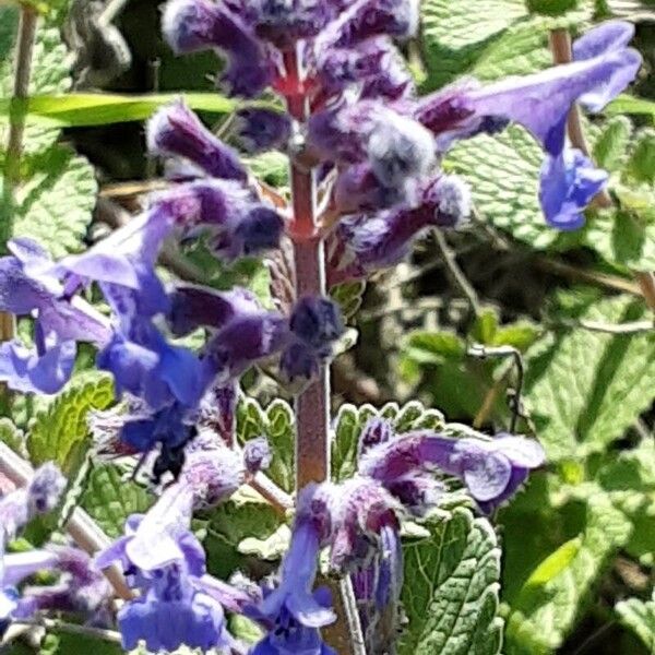 Nepeta racemosa 花