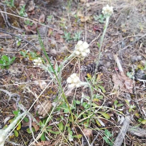 Antennaria parvifolia Flower