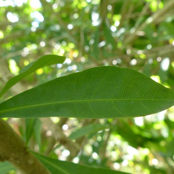 Crescentia cujete Leaf