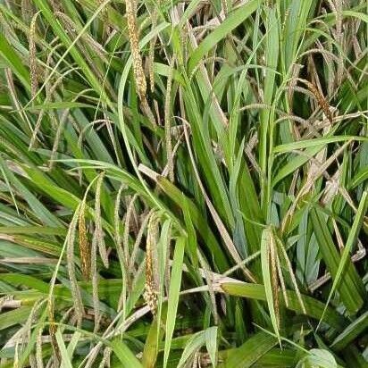 Carex pendula Elinympäristö