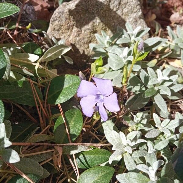 Vinca minor Blüte