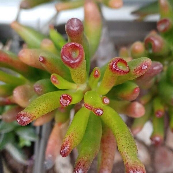 Crassula ovata পাতা