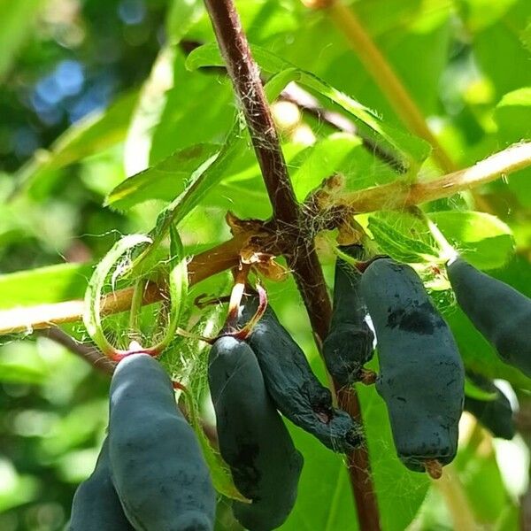 Lonicera caerulea Fruit