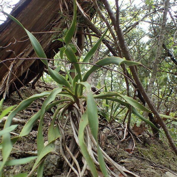 Yucca rupicola Облик