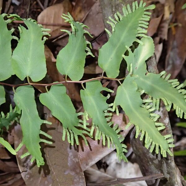 Lygodium microphyllum Folio