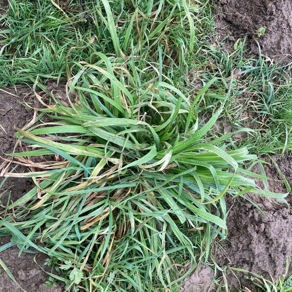 Bromus catharticus Frunză