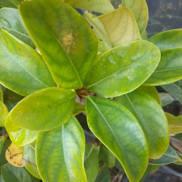 Viburnum odoratissimum Blad