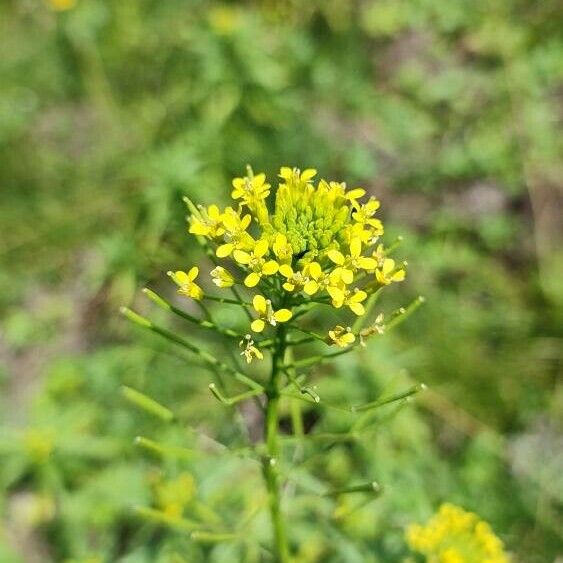 Erysimum cheiranthoides Kwiat