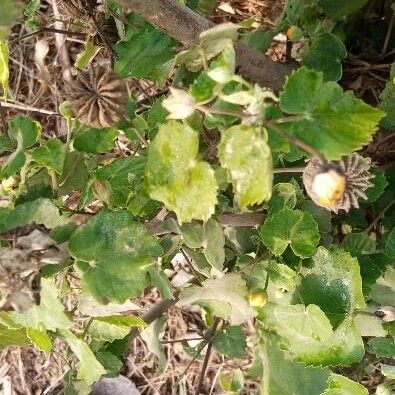 Abutilon indicum Žiedas