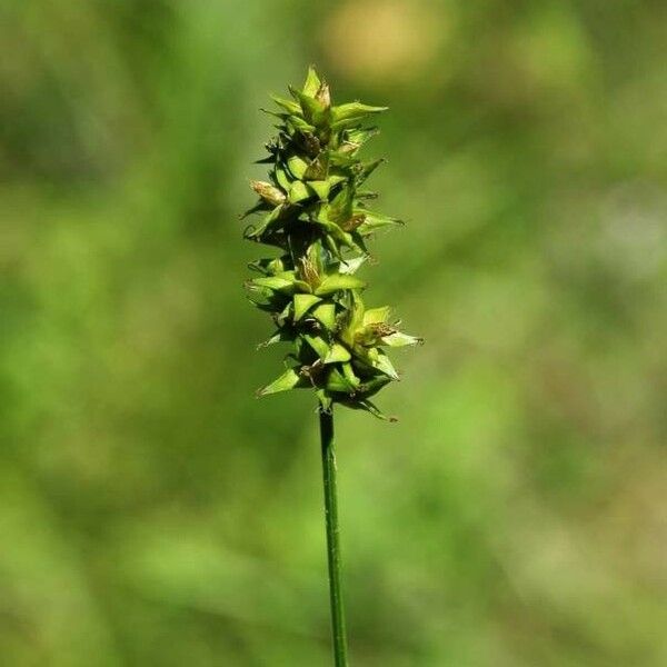 Carex echinata Λουλούδι