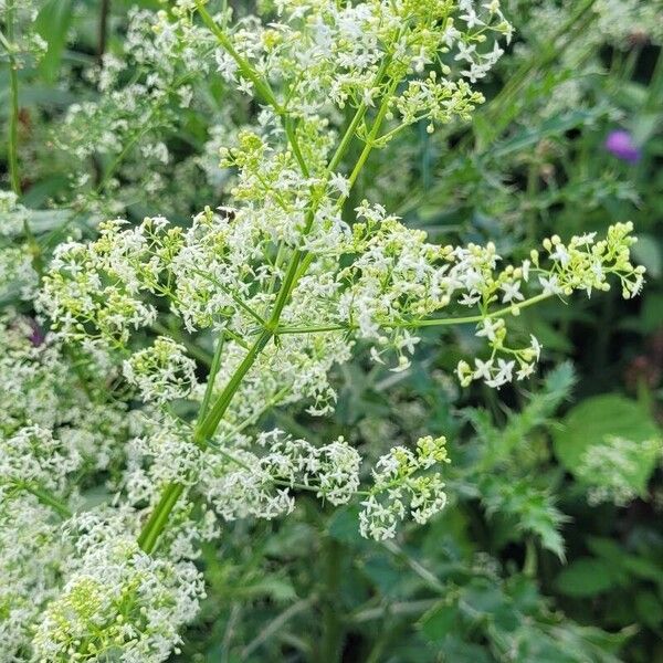 Galium album Floare