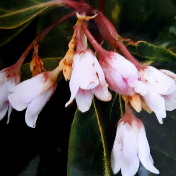 Apocynum androsaemifolium Flower