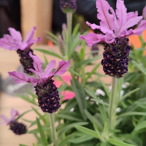 Lavandula stoechas Habit