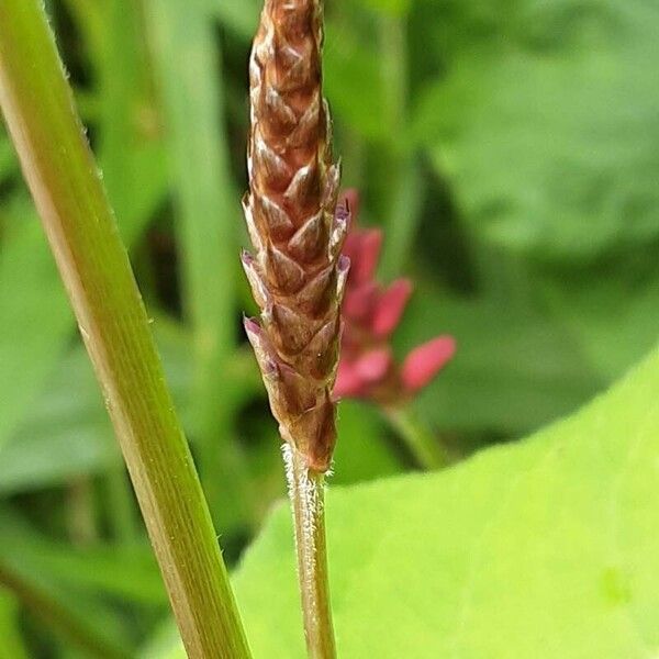 Persicaria orientalis Blüte