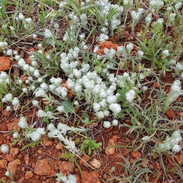 Bombycilaena discolor عادت داشتن