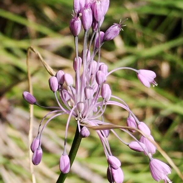 Allium carinatum Flor