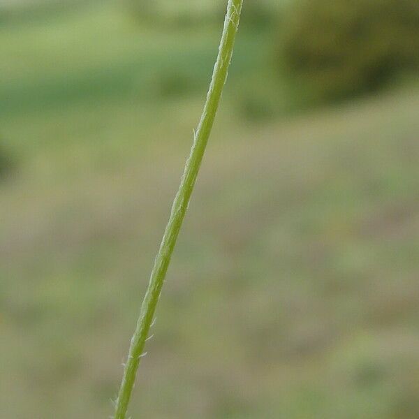 Plantago bellardii Rusca