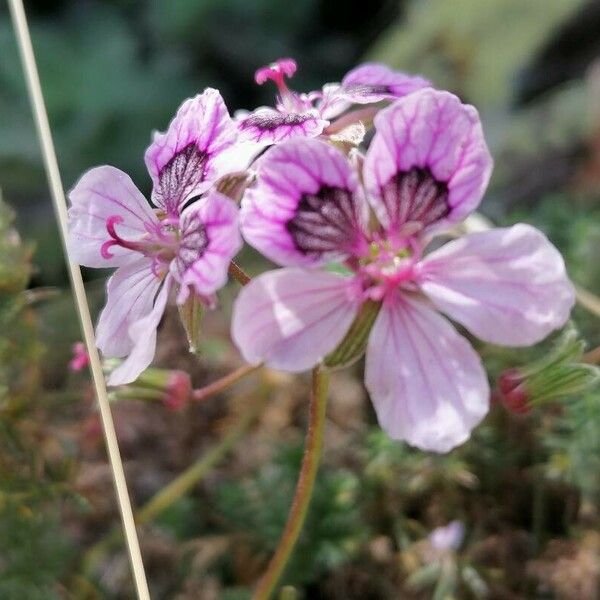 Erodium glandulosum 花