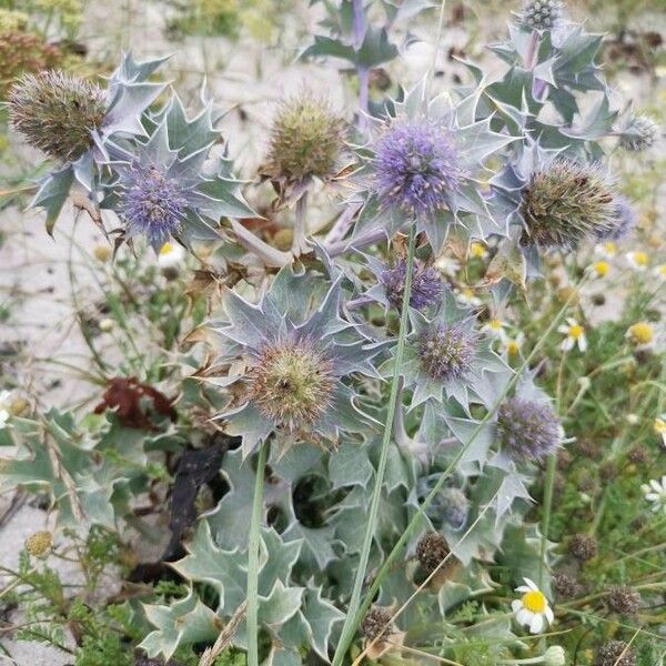 Eryngium maritimum Flower