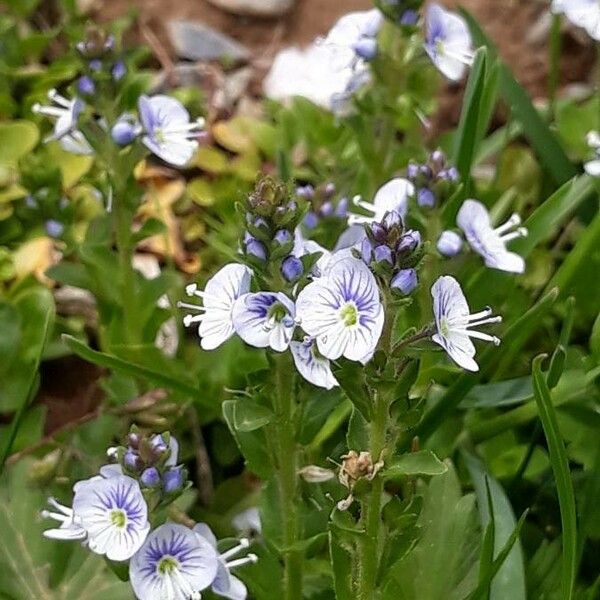 Veronica serpyllifolia Flower