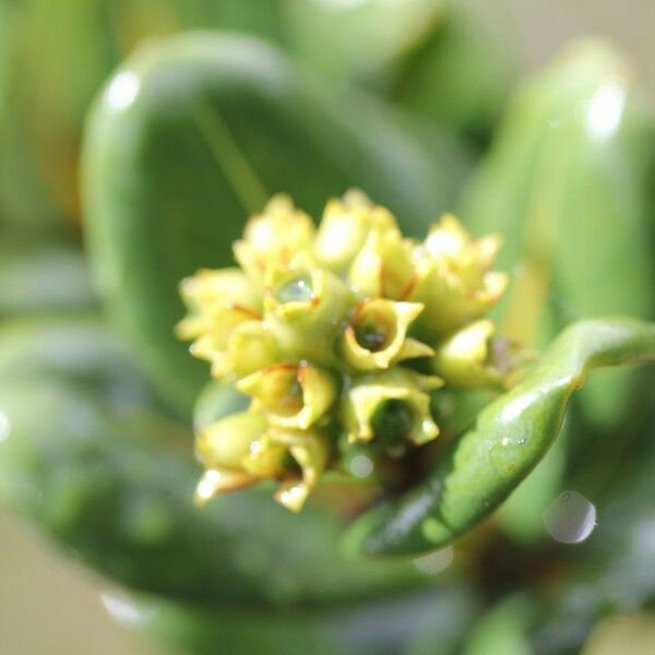 Gaertnera rotundifolia Flower