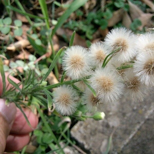 Erigeron bonariensis Frucht