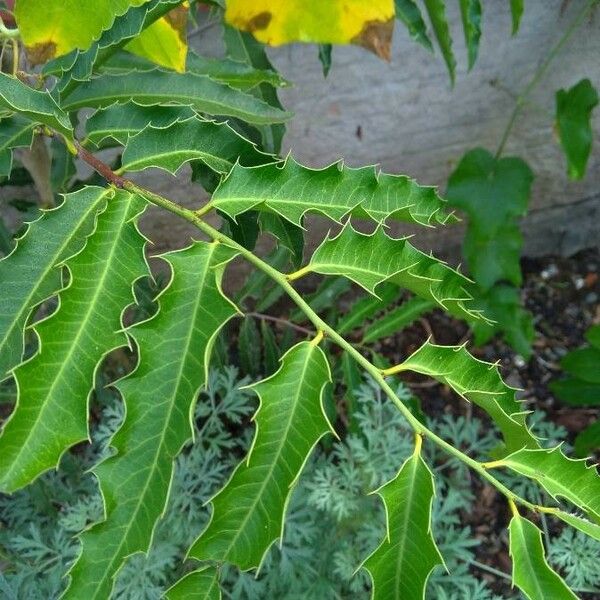 Maytenus ilicifolia Fulla