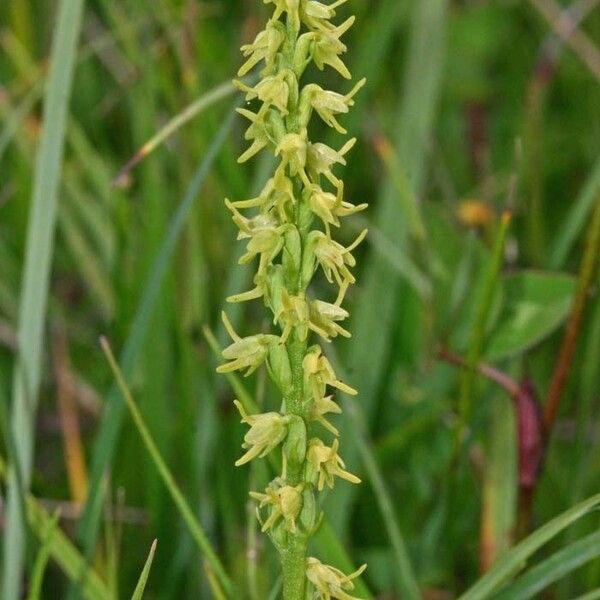 Herminium monorchis പുഷ്പം