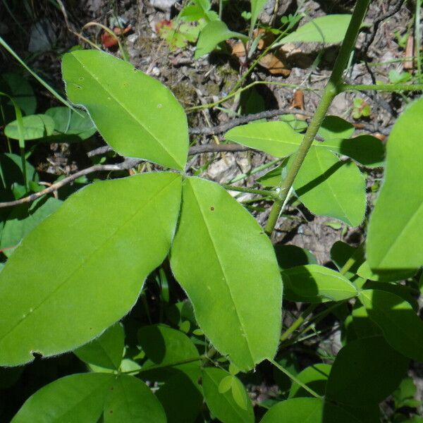 Laburnum anagyroides 葉