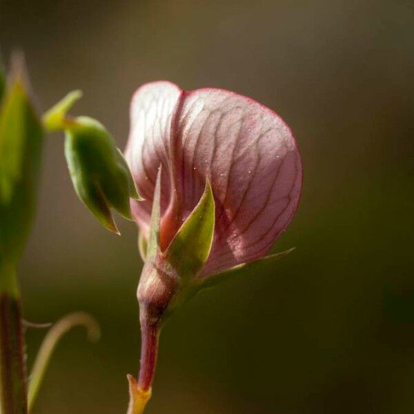 Vicia peregrina Květ