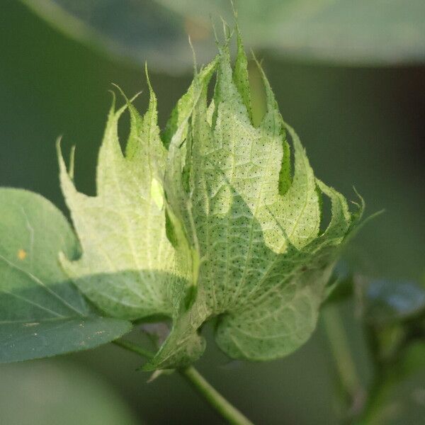 Gossypium herbaceum Fruit