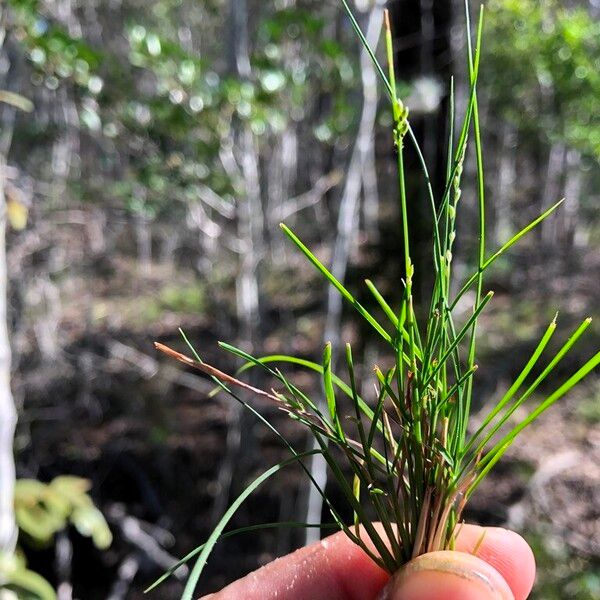 Setaria brownii Lehti