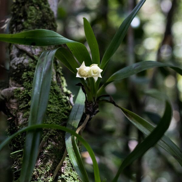 Angraecum cadetii Хабит