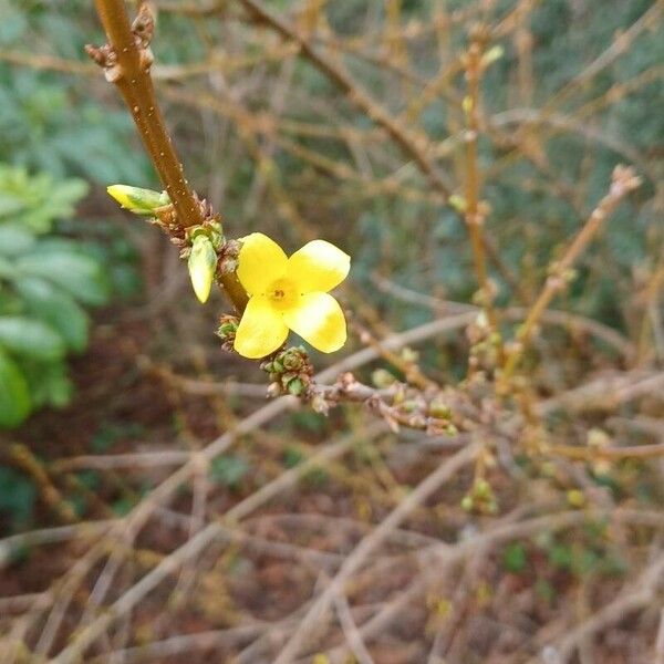 Forsythia suspensa Flower